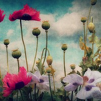 Buy canvas prints of Poppies In The Countryside by Christine Lake