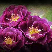 Buy canvas prints of Floral Delight by Christine Lake