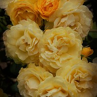 Buy canvas prints of Sunshine With Roses by Christine Lake