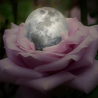 Buy canvas prints of Rose With A Silver Moon by Christine Lake