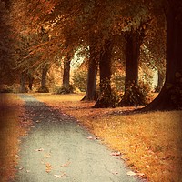 Buy canvas prints of Walking Through Autumn by Christine Lake
