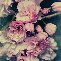 Buy canvas prints of Vintage Blossom by Christine Lake