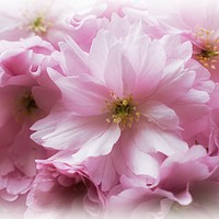 Buy canvas prints of Spring In The Pink by Christine Lake