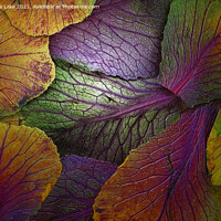 Buy canvas prints of The Colours Of Nature by Christine Lake