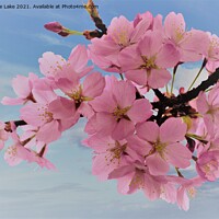 Buy canvas prints of Pink Blossom by Christine Lake