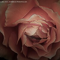 Buy canvas prints of Twilight Rose by Christine Lake