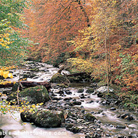 Buy canvas prints of Autumn in Perthshire by Derek Wallace