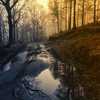 Buy canvas prints of Woodland Path at Sunrise by David Lewins (LRPS)