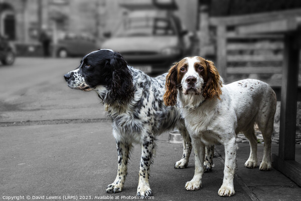 Two Spaniels Picture Board by David Lewins (LRPS)