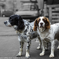 Buy canvas prints of Two Spaniels by David Lewins (LRPS)