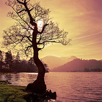 Buy canvas prints of Lakeside Tree by David Lewins (LRPS)