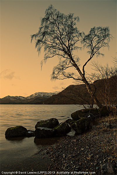 Ullswater Tree - Evening Light Picture Board by David Lewins (LRPS)