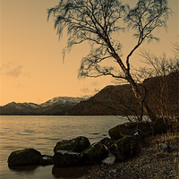 Buy canvas prints of Ullswater Tree - Evening Light by David Lewins (LRPS)