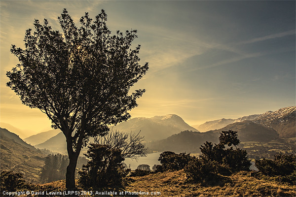 Stunted Tree - Cumbrian Fells Picture Board by David Lewins (LRPS)