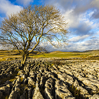 Buy canvas prints of Tree and Limestone Pavement by David Lewins (LRPS)