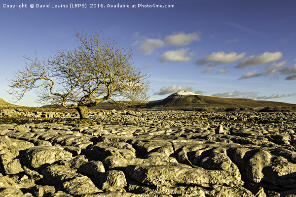 Ingleborough & Tree Picture Board by David Lewins (LRPS)