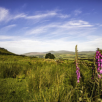 Buy canvas prints of Northumberland Hills by David Lewins (LRPS)