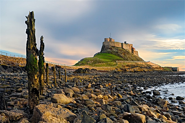 Lindisfarne Castle, Holy Island, Northumberland Picture Board by David Lewins (LRPS)