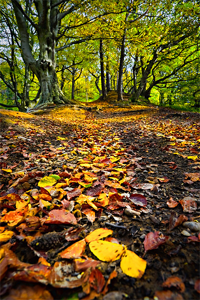 When Autumn Leaves Begin to Fall Picture Board by David Lewins (LRPS)