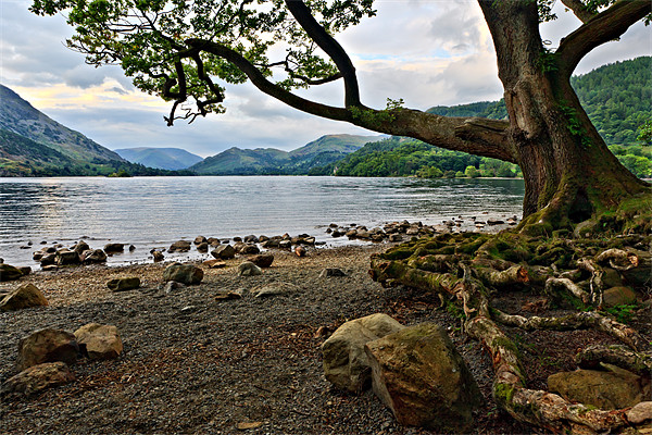Old Oak - Ullswater, Cumbrian Lakes Picture Board by David Lewins (LRPS)