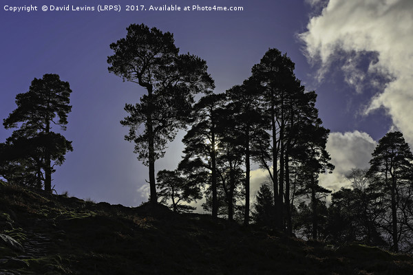Scots pines Picture Board by David Lewins (LRPS)