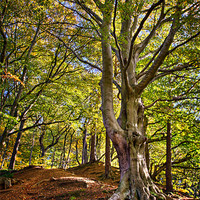 Buy canvas prints of Root & Twig, Cong Burn Woodland by David Lewins (LRPS)