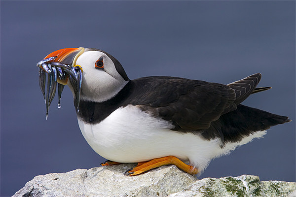 Puffin with Sandeels Picture Board by David Lewins (LRPS)