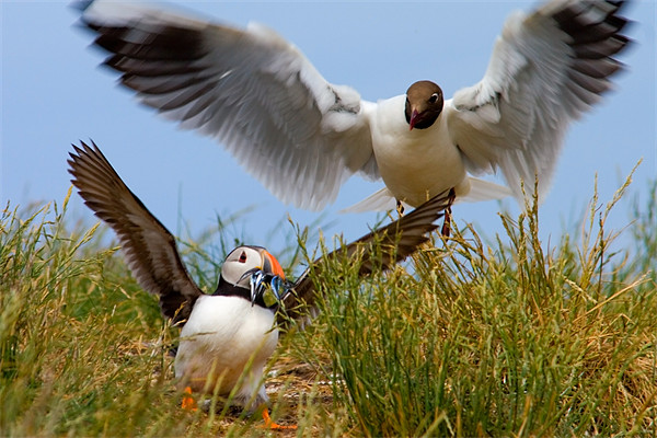 Daylight Puffin Robbery - Farne Islands Picture Board by David Lewins (LRPS)