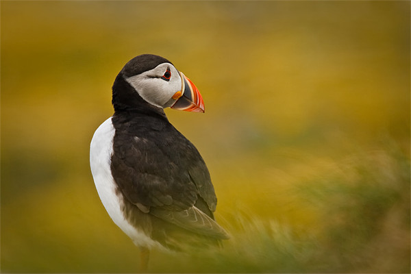 A Resting Puffin Picture Board by David Lewins (LRPS)