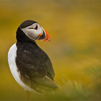 Buy canvas prints of A Resting Puffin by David Lewins (LRPS)