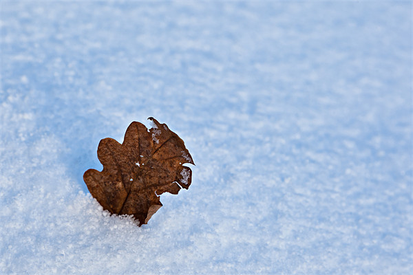 Winter Oak Leaf Picture Board by David Lewins (LRPS)