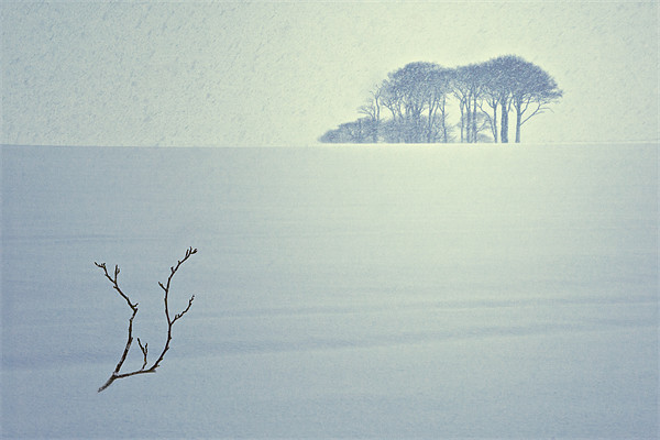 The Snow Storm - Winter Copse, County Durham. Picture Board by David Lewins (LRPS)