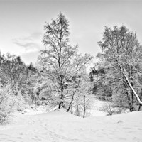 Buy canvas prints of Winter Trees by David Lewins (LRPS)