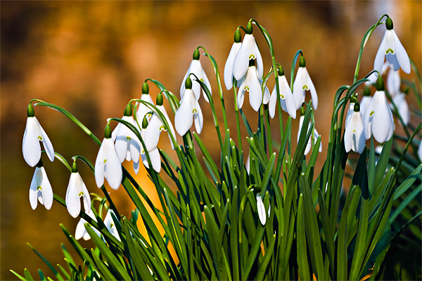 Common Snowdrop Picture Board by David Lewins (LRPS)