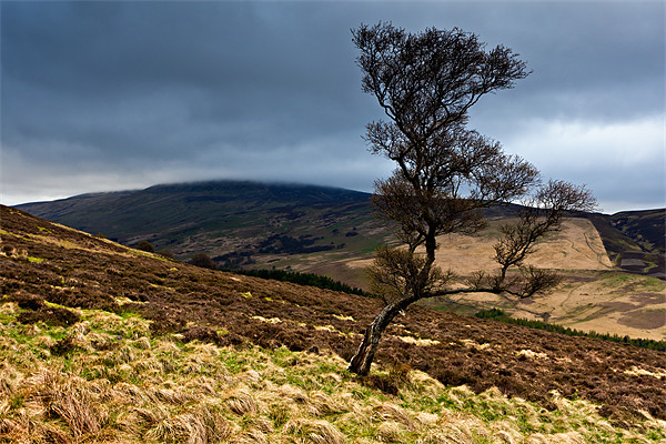 Tree and Cheviot - Northumberland Picture Board by David Lewins (LRPS)