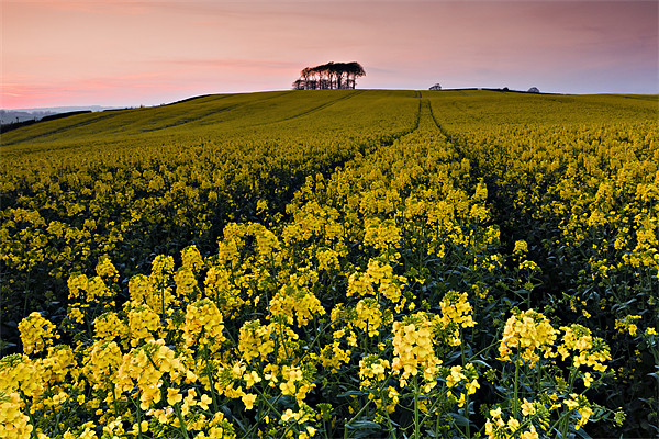 Rape Field and Beech Copse at Sunset Picture Board by David Lewins (LRPS)