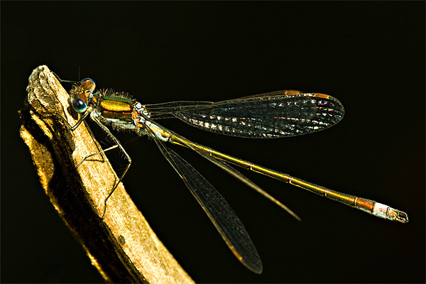 Emerald Damselfly Picture Board by David Lewins (LRPS)
