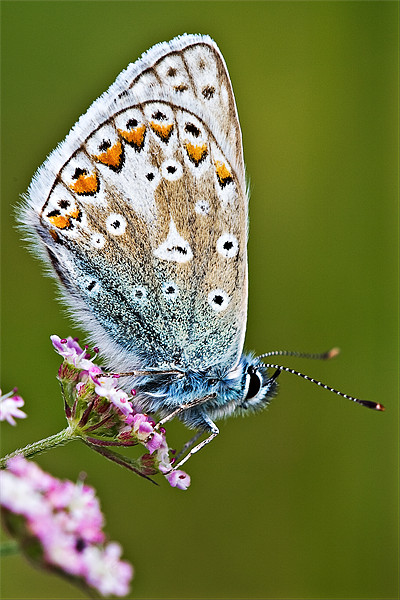 Common Blue Butterfly Picture Board by David Lewins (LRPS)
