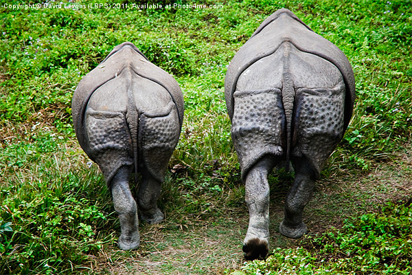 Camera Shy Rhinoceros Picture Board by David Lewins (LRPS)