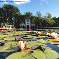 Buy canvas prints of Lilly Pond by Julie Skone