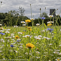 Buy canvas prints of English Country Wildflower Meadow by Dave Turner