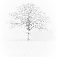 Buy canvas prints of Tree in the Snow, Wramplingham, Norfolk by Dave Turner