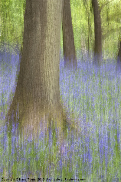Bluebell Wood, Norfolk Framed Mounted Print by Dave Turner