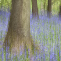 Buy canvas prints of Bluebell Wood, Norfolk by Dave Turner