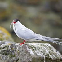Buy canvas prints of Tern with Sand Eel, Inner Farne Island by Dave Turner