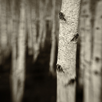 Buy canvas prints of Silver Birch by Dave Turner
