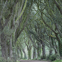 Buy canvas prints of The Trees, Norfolk by Dave Turner