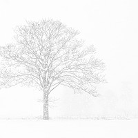 Buy canvas prints of Winter Tree by Dave Turner