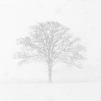 Buy canvas prints of Tree in the Snow by Dave Turner