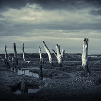 Buy canvas prints of The Sea Forest ..... Thornham, Norfolk by Dave Turner